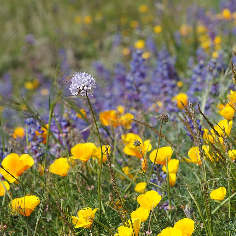southwest wildflower seed Rare Southwest Native Wildflower Seed Mix