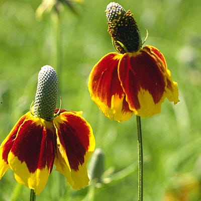 plant seeds hat Mexican Hat Seeds