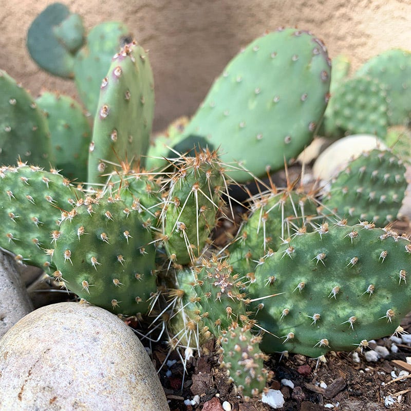Red Gem Prickly Pear Cactus