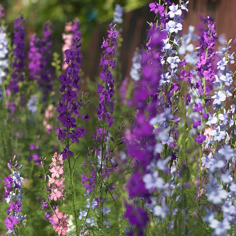delphinium flower seeds Rocket Larkspur Seeds, Delphinium consolida