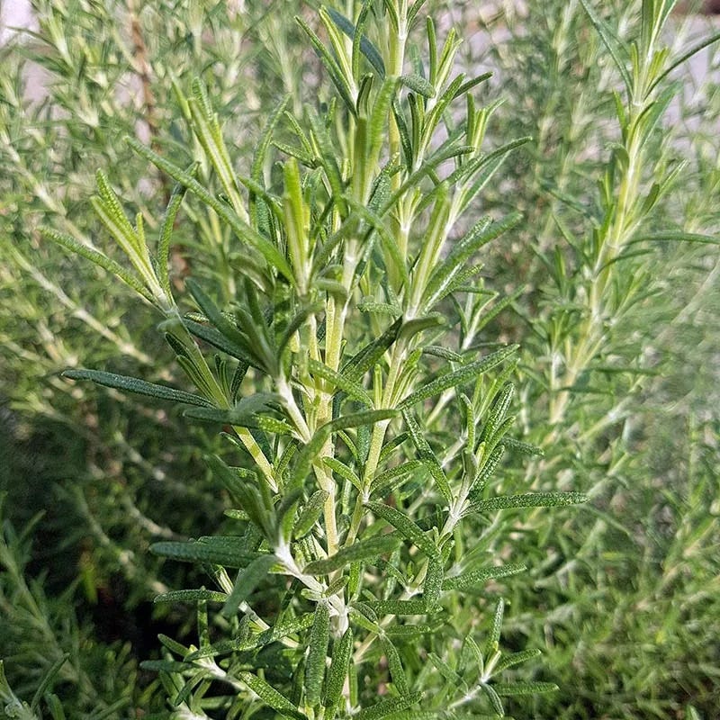 is rosemary a succulent Arp Rosemary