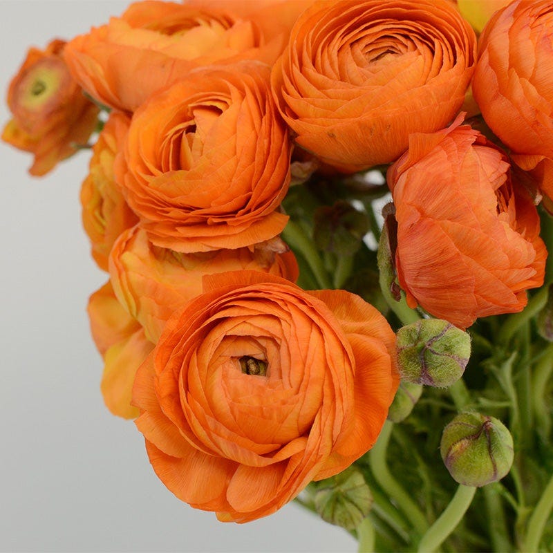 ranunculus potted plants for sale Salmon Ranunculus, Persian Buttercup For Fall