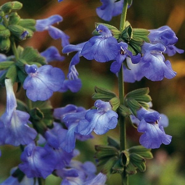 New Mexico Prairie Sage, Salvia azurea | High Country Gardens