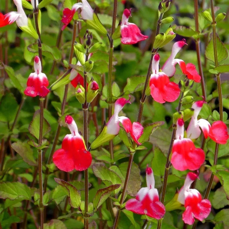 red lips succulent Salvia Hot Lips, Hot Lips Sage