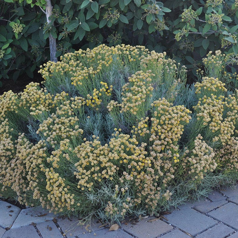 grey lavender cotton plant Gray Santolina, Lavender Cotton