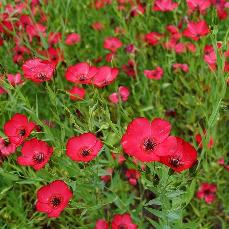 flax seed planting Scarlet Flax Seeds, Linum grandiflorum rubrum