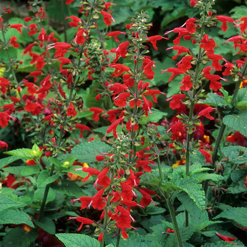sage flower seeds Scarlet Sage Seeds, Salvia coccinea
