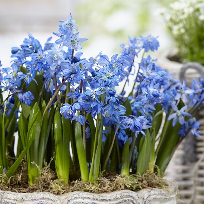 scilla succulent Siberian Squill