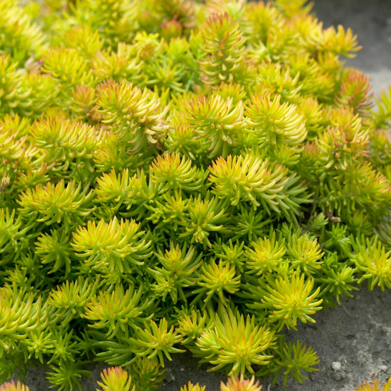 lime green succulent ground cover Angelina Sedum, Stonecrop