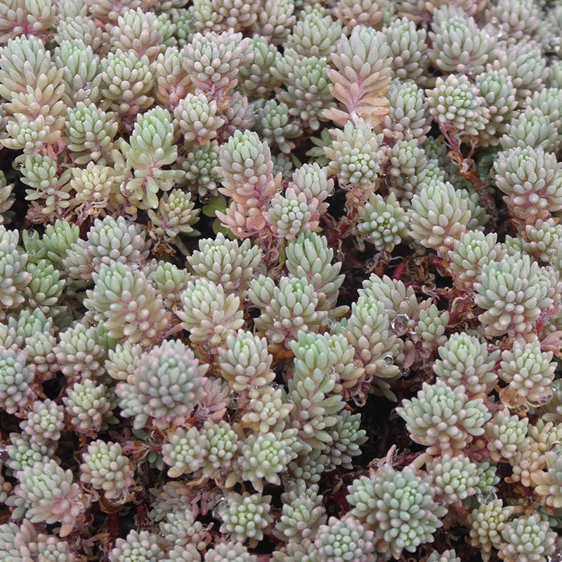 Purple Form Creeping Sedum, Stonecrop