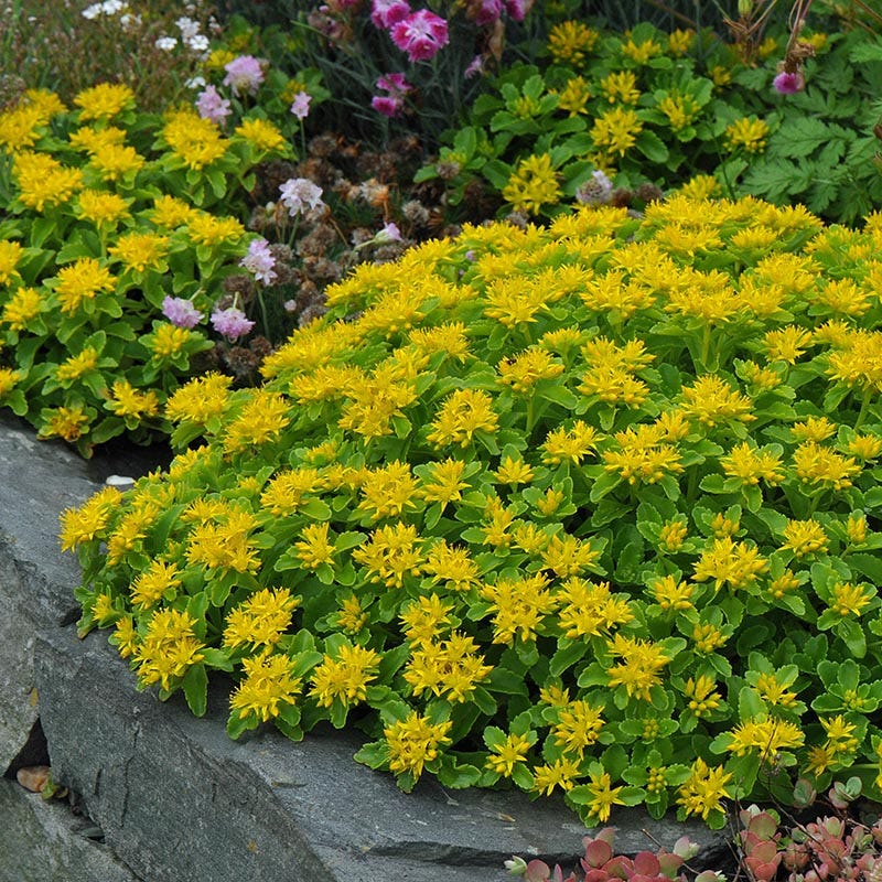yellow succulent ground cover Orange Sedum, Stonecrop, Phedimus kamtschaticus