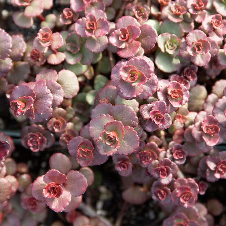 voodoo succulent Sedum spurium Voodoo, Stonecrop