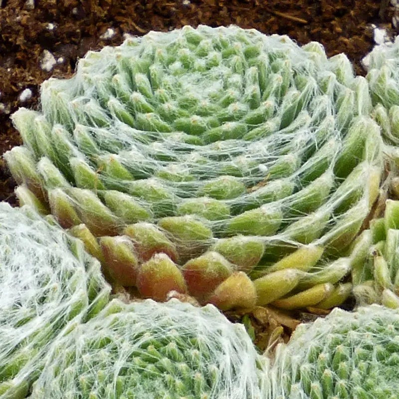 chickadee succulent Cobweb Hens and Chicks