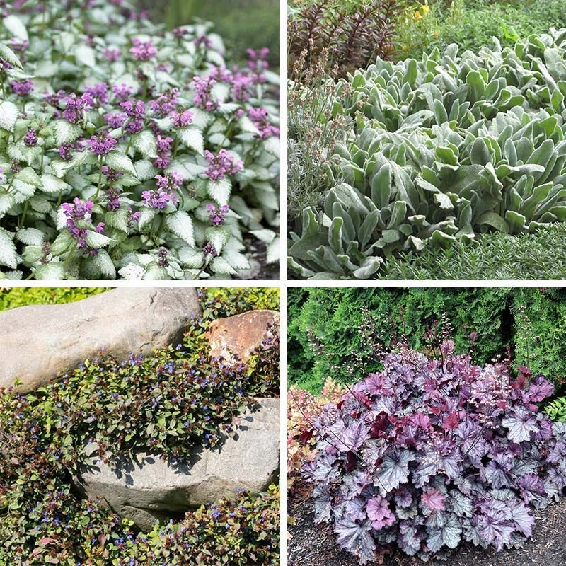 shade succulent ground cover Dry Shade Groundcover Collection
