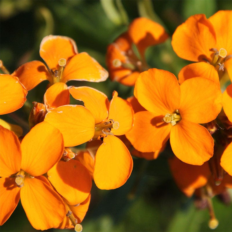 wall flower seeds Siberian Wallflower Seeds, Cheiranthus allionii