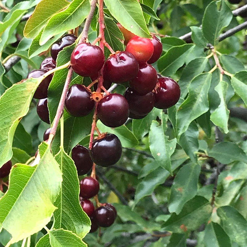planting black cherry seeds Southwestern Black Cherry, Prunus
