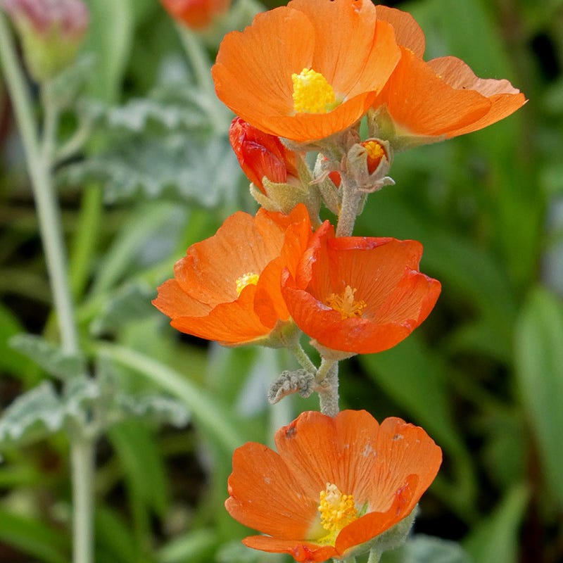 Munro's Orange Globe Mallow, Sphaeralcea munroana | High Country