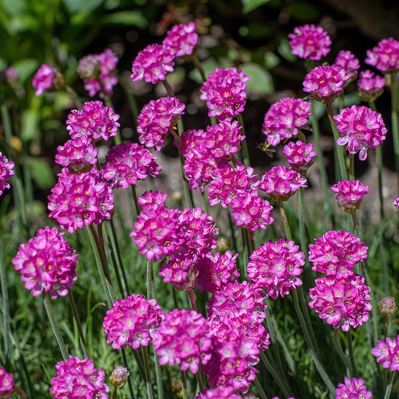 pink flower seeds Splendens Armeria, Sea Thrift