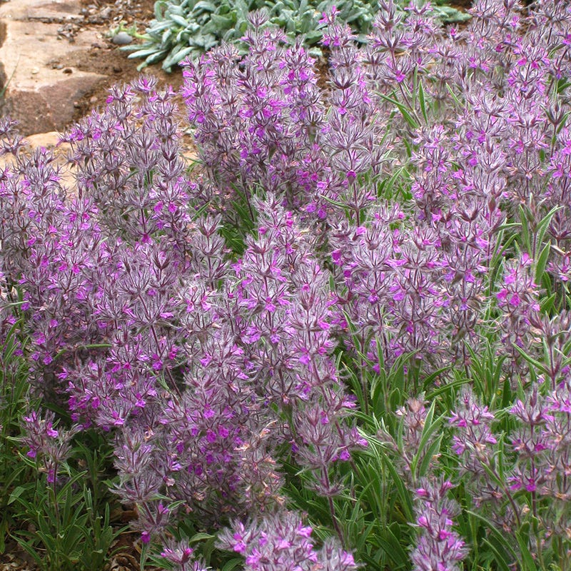 spotted lamb plant Pink Cotton Lamb's Ear, Stachys lavandulifolius