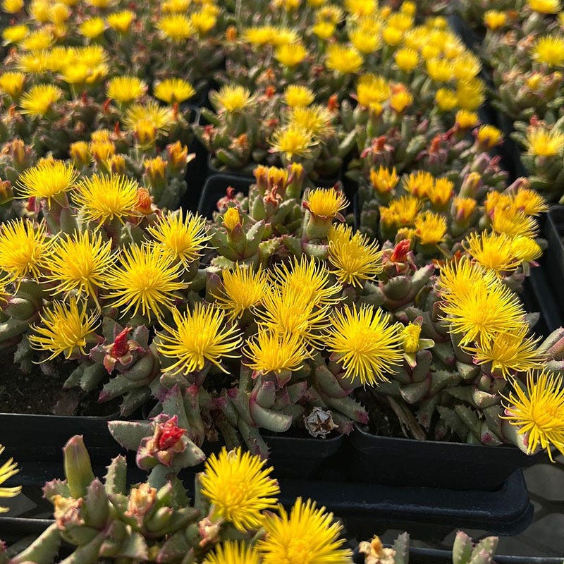 stomatium succulent Hantamberg Night Blooming Ice Plant (Stomatium) - Plant