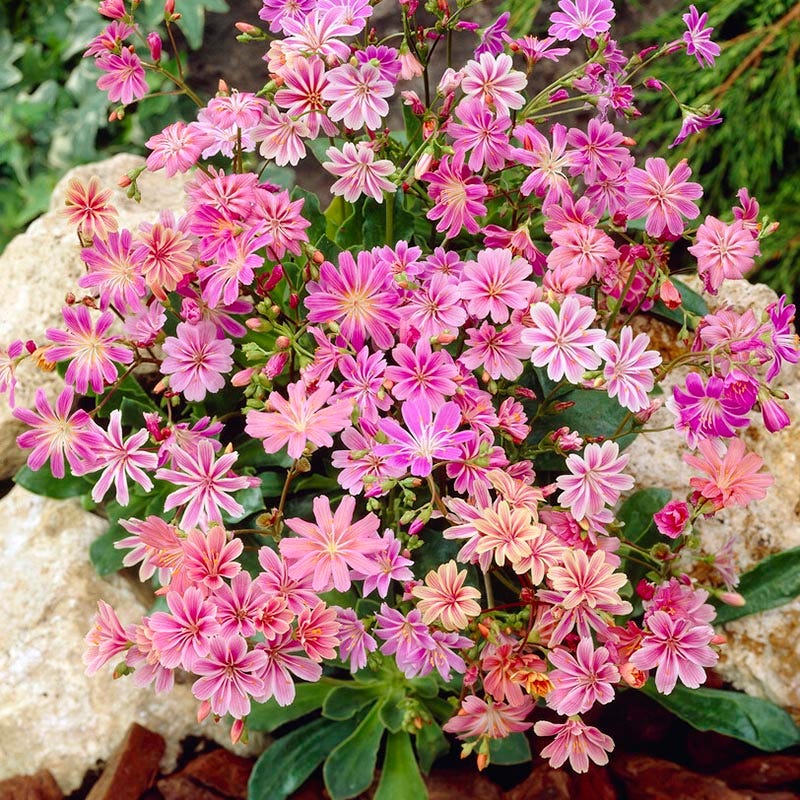 succulent lewisia Sunset Strain Lewisia, Bitterroot