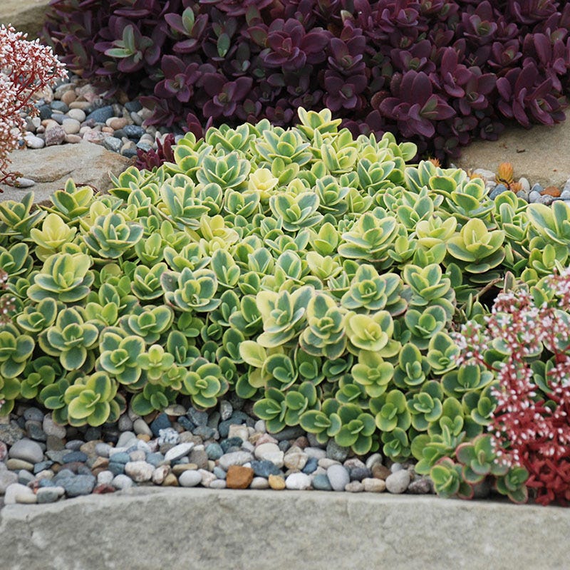lime twister sedum succulent Sunsparkler LIME TWISTER Sedum 1gal