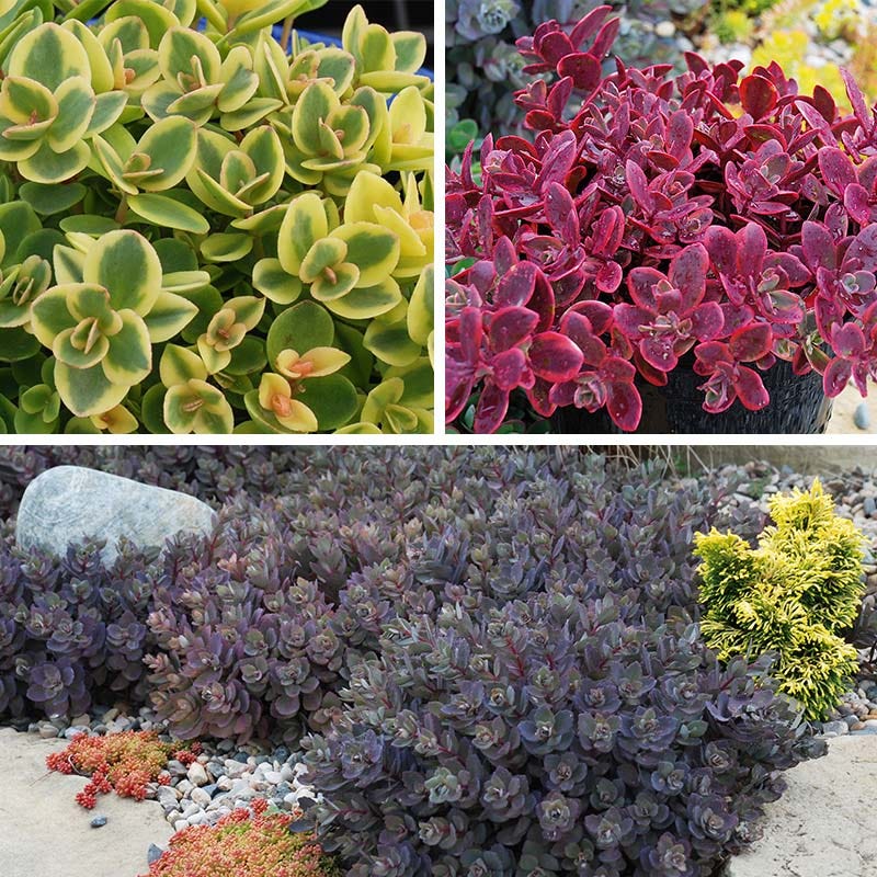 sedum succulents SunSparkler® Sedum Collection