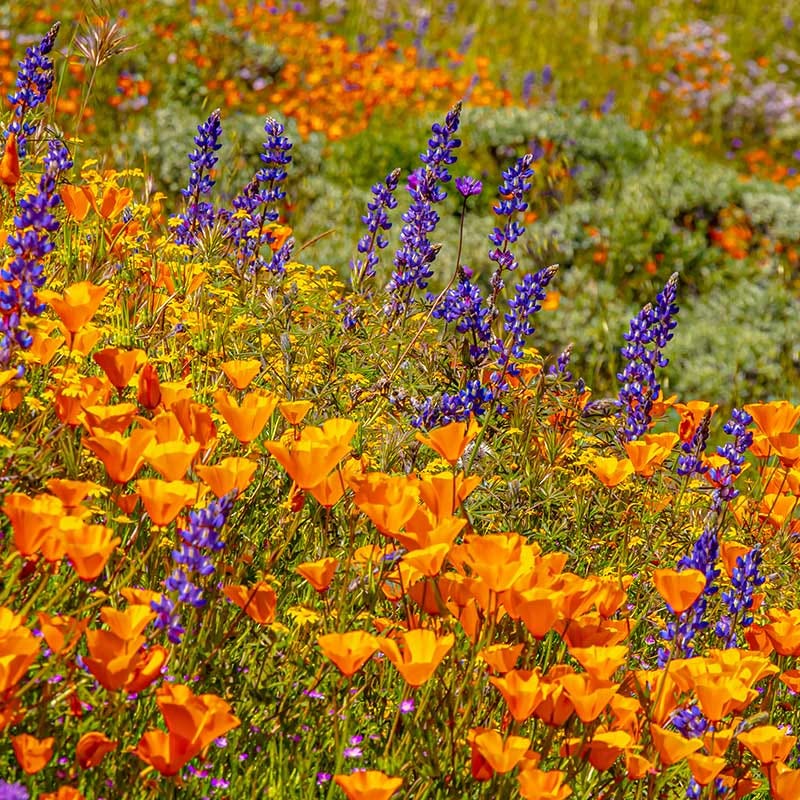 california wild flower seeds Superbloom Native Wildflower Seed Mix