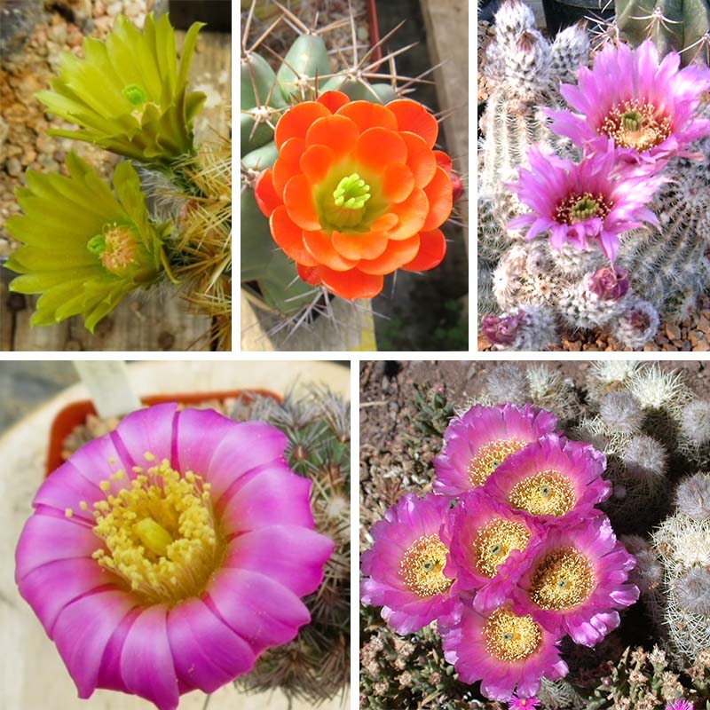 types of cactus in el paso Texas Native Cacti Collection