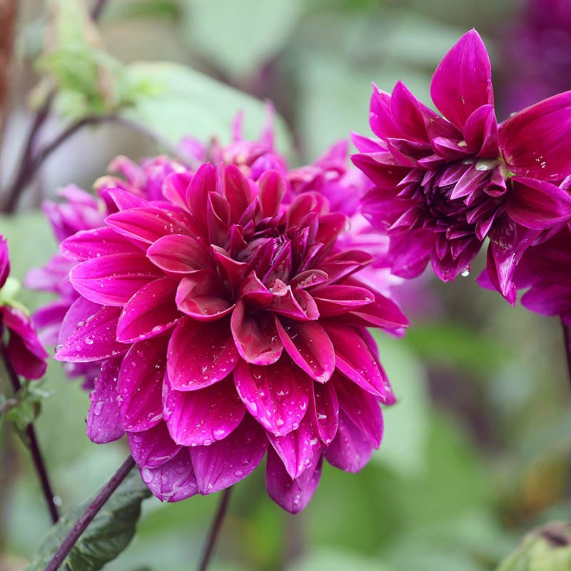 Thomas Edison Dinnerplate Dahlia Bulbs | High Country Gardens