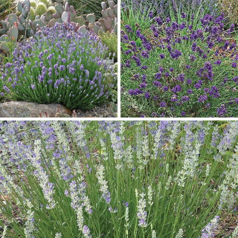 lavender small plant Three Tier Lavender Collection, Lavandula