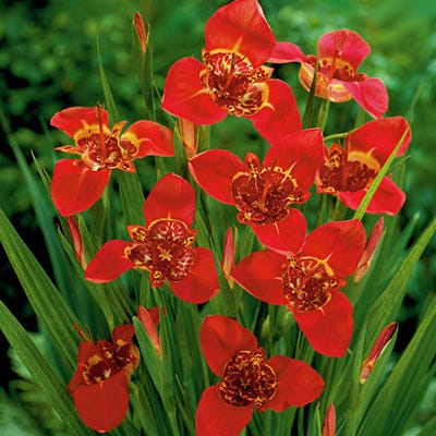 mexican tiger lily Red Tiger Flower (Tigridia)