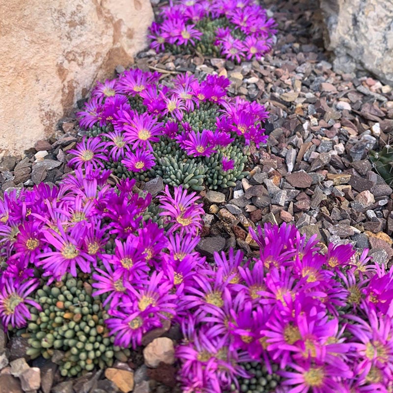 purple ice plant succulent Delosperma sphalmanthoides, Tufted Ice Plant