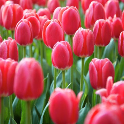 Rosy Delight Darwin Tulip Bulbs, Tulipa | High Country Gardens