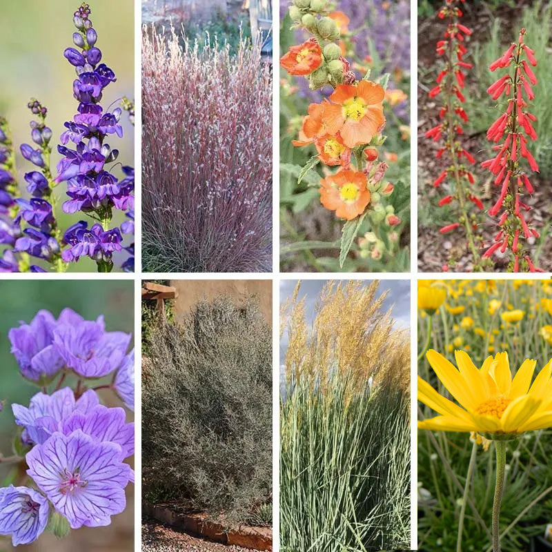 best drought tolerant plants for pots Utah Perennial Collection