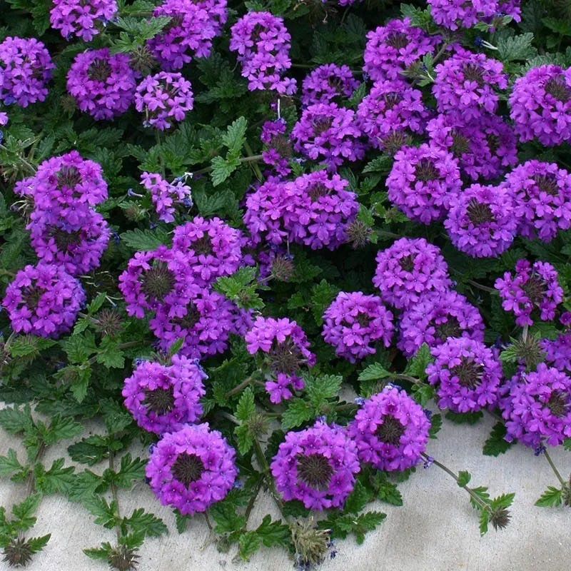 lavender verbena plant Valley Lavender Plains Verbena Plant