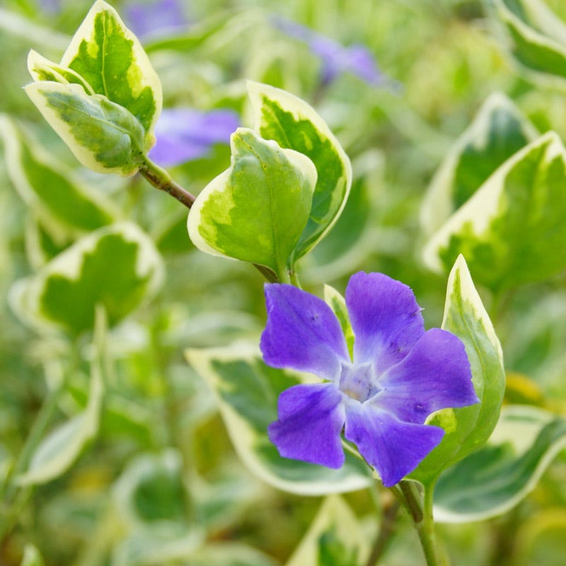 vinca vine house plant Big Leaf Variegated Periwinkle, Vinca major variegata