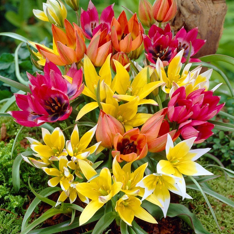 tulip potting mix Wildflower Tulip Bulb Mix | Tulipa humilis Mix