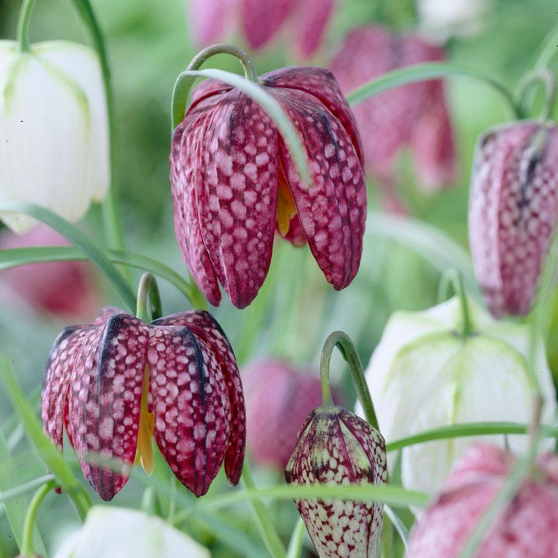 snake head plant Snake's Head Fritillary Bulbs, Fritillaria meleagris