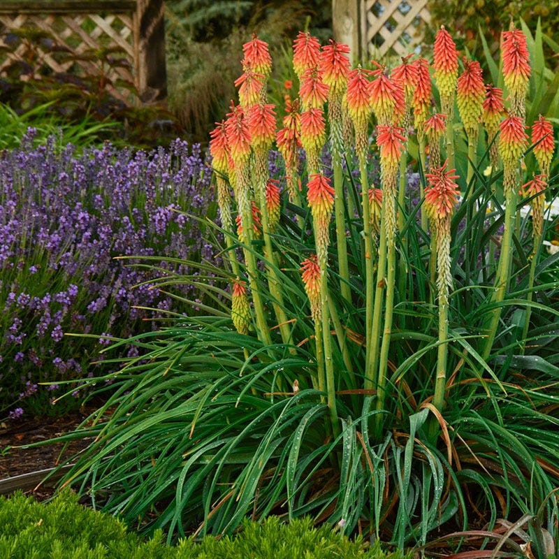 planting red hot pokers in pots Fire Dance Dwarf Poker, Kniphofia hirsuta Fire Dance