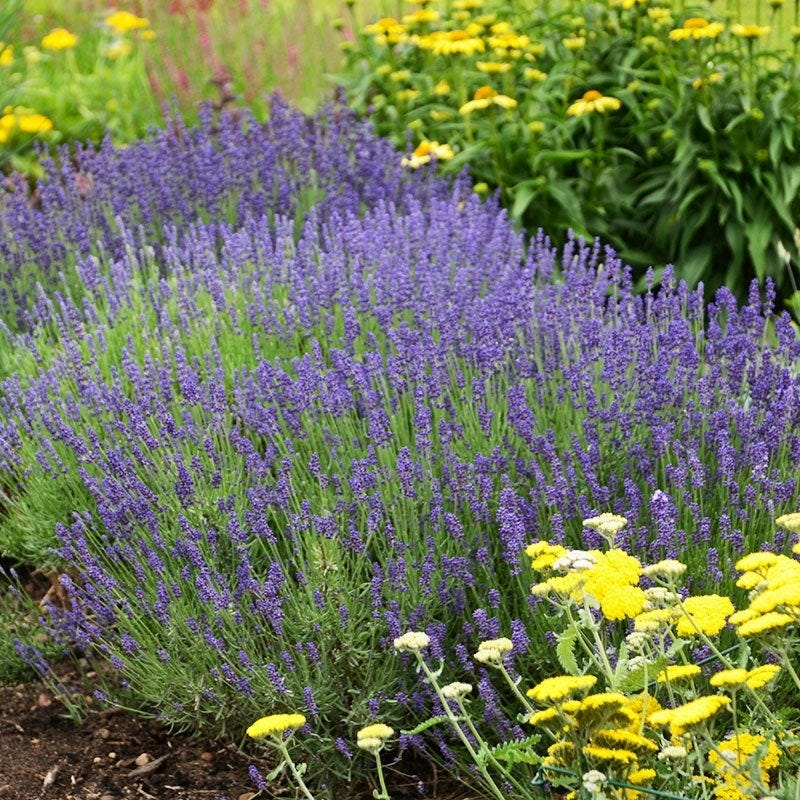 large hidcote lavender plants for sale Hidcote Superior English Lavender, Lavandula angustifolia