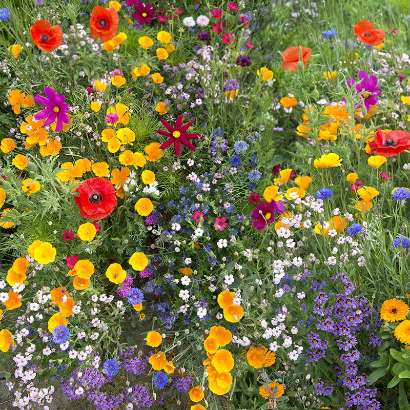 pictures of wildflower seeds West Wildflower Seed Mix