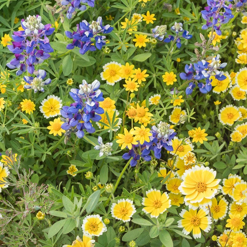 blue wildflower seed mix Western Xeriscape Wildflower Seed Mix