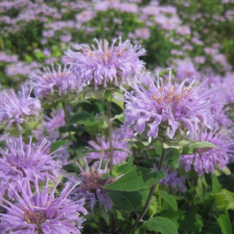 lavender bergamot plant Wild Bergamot, Wichita Mountains Form| Lavender-Pink Mid-Summer Blooms
