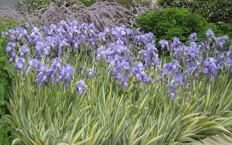 Iris pallida variegata Gold has variegated creamy-gold and green foliage and a sweet fragrance.