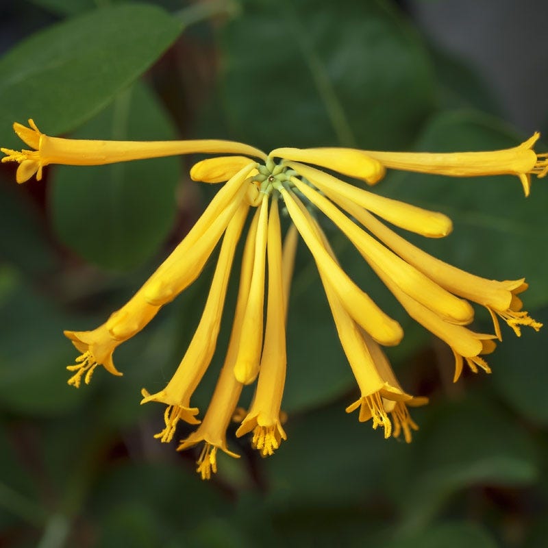Lonicera sempervirens 'John Clayton'
