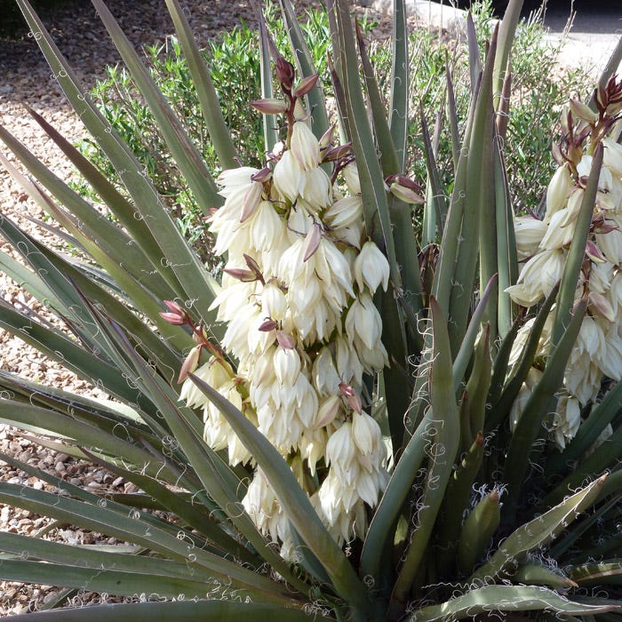 compact plant Compact Banana Yucca, Yucca baccata Compacta