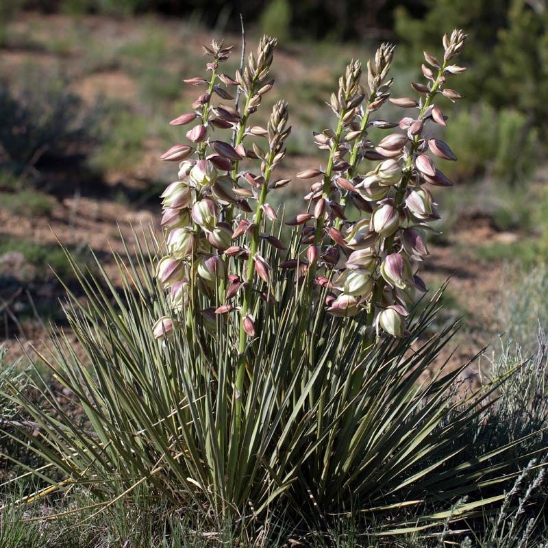 Banana Yucca, Yucca baccata