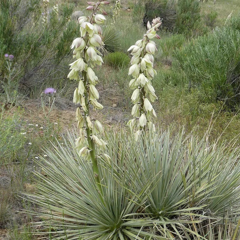 yucca cane hardiness zone Trinidad Yucca