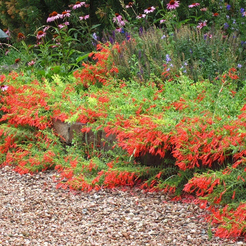 hummingbird succulent Creeping Hummingbird Trumpet, Zauschneria garrettii Orange Carpet